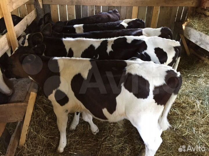 Бычки с доставкой