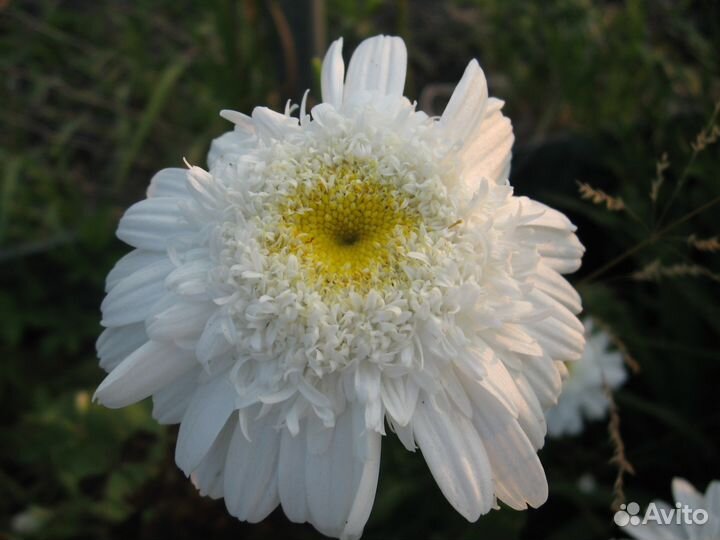 Многолетние растения (саженцы флоксов и др.)