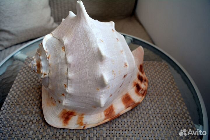 Большая морская раковина касио