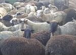 На продажу овцы