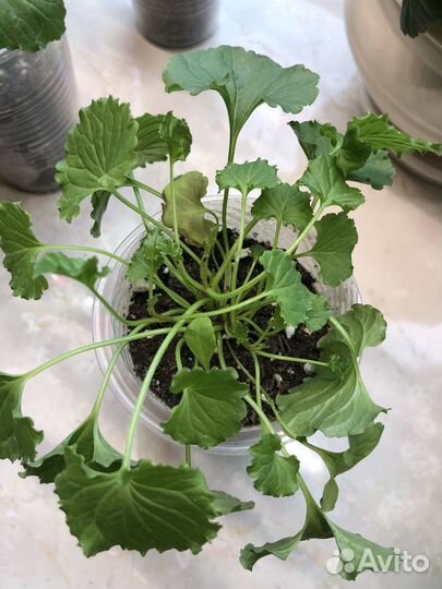 Многолетник - колокольчик карпатский