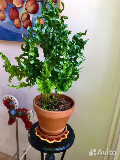 Папоротник микросорум 