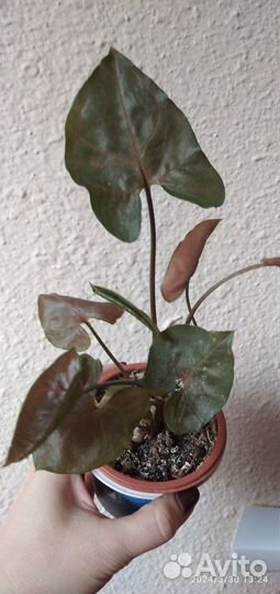 Цветы комнатные