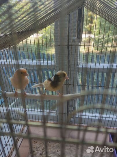 Кенара и канарейки