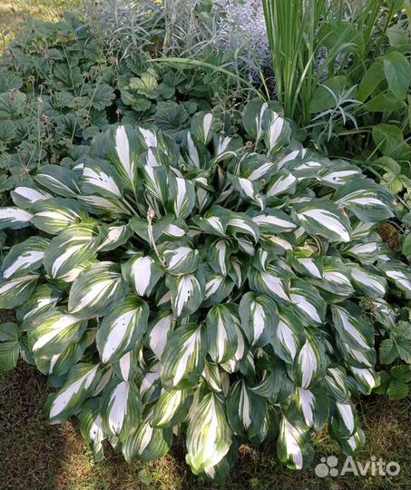 Хоста, розовый флокс, примулы