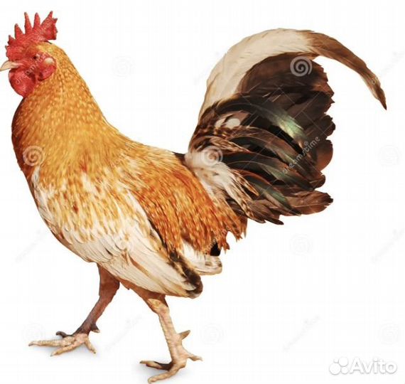Продам молодых Петухов
