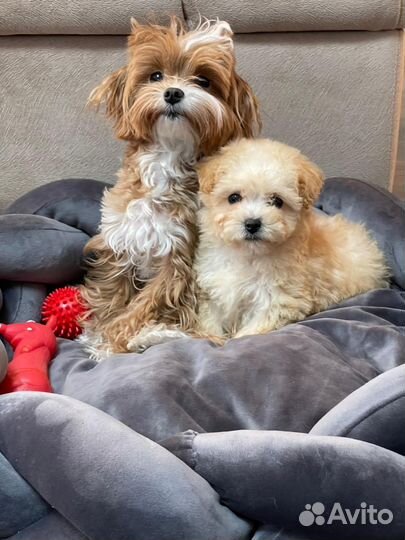 Плюшевые мальтипу