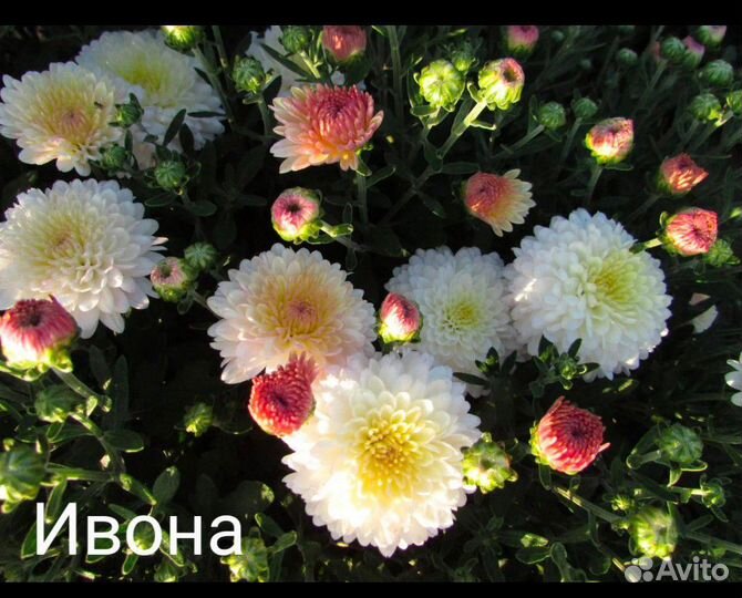 Хризантема подрощенные черенки