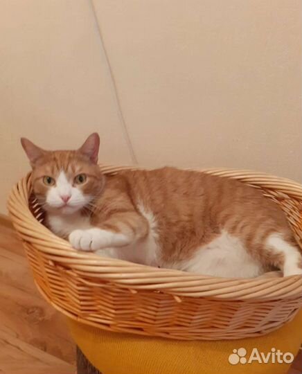 Корзина плетеная Лежанка для животных