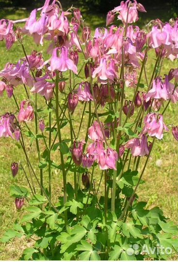 Рассада аквилегия Водосбор