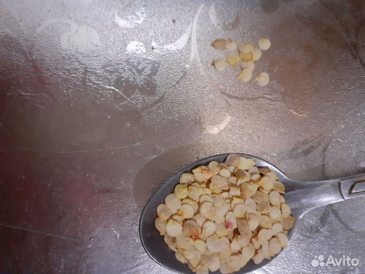 Семена сладкого перца