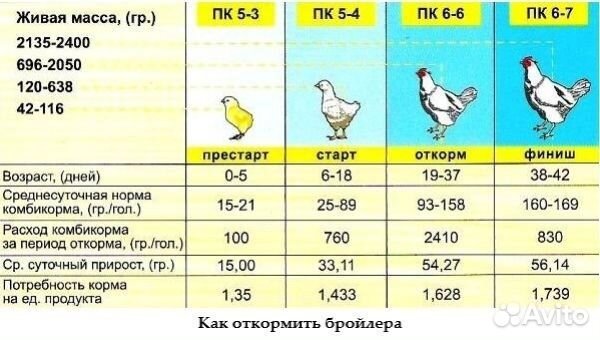 Цыплята, гуси, утки, индюк