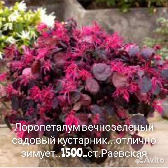 Лопеталум,цеанотус,шуазия,саркококка,лептоспермум