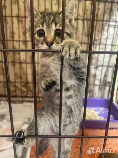 Серый котенок