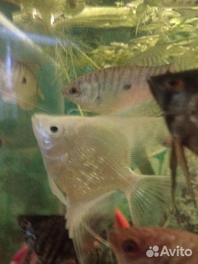 Рыбки аквариумные