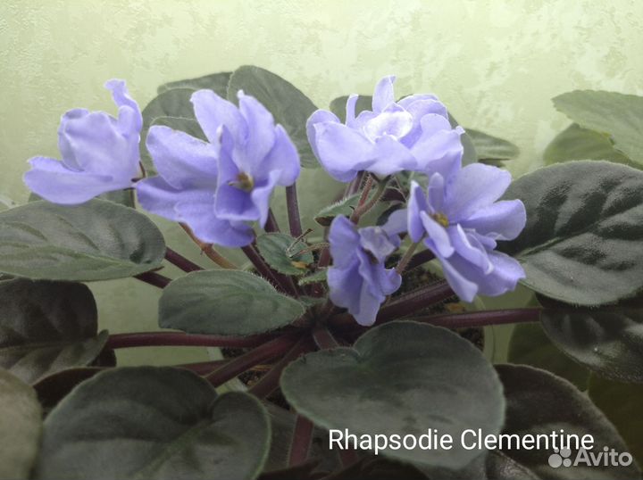 Сортовые фиалки