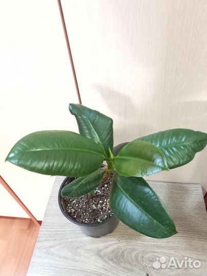 Комнатные цветы, каучуконосный, эухарис