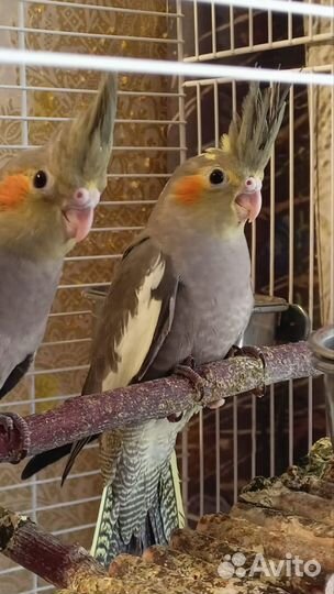 Попугай корелла