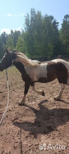 Лошадь тинкер