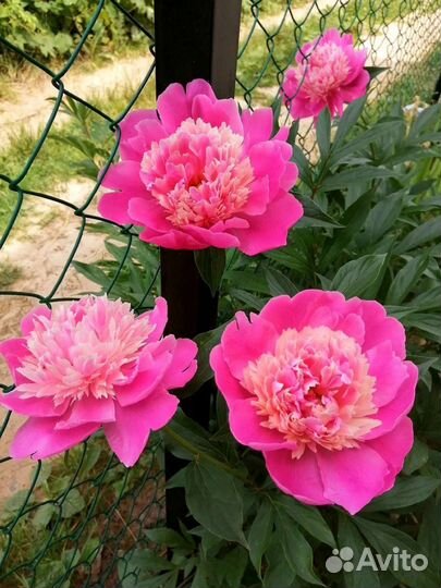 Пионы саженцы