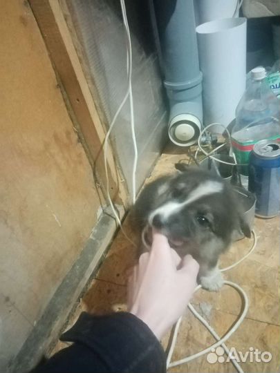 Отдам щенка