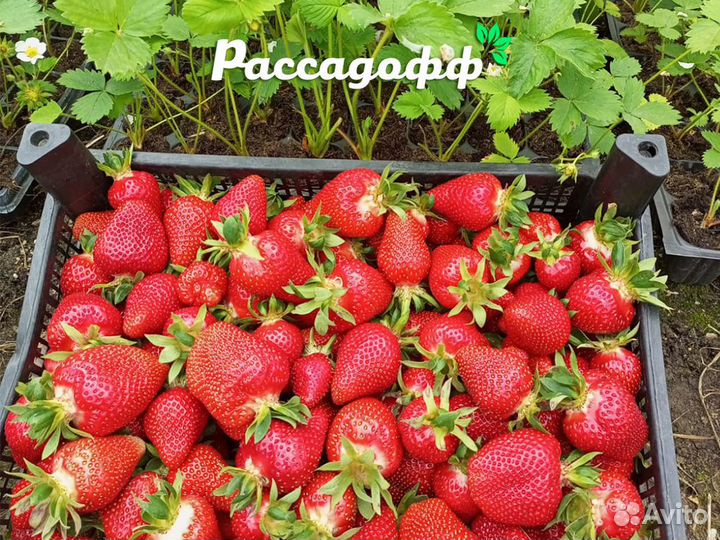 Рассада клубники. Опт от 128шт. Крупная ягода