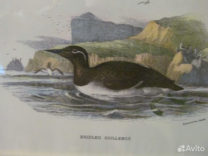 1896 Bridled Guillemot Старинная гравюра из Европы