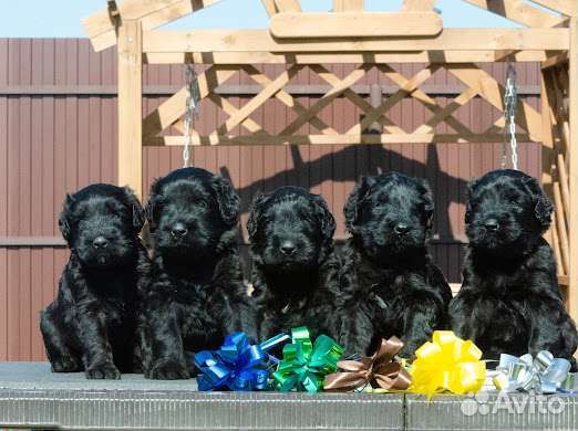 Щенки Русского черного терьера