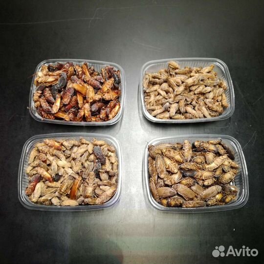 Замороженный корм для ящериц, птиц, лягушек