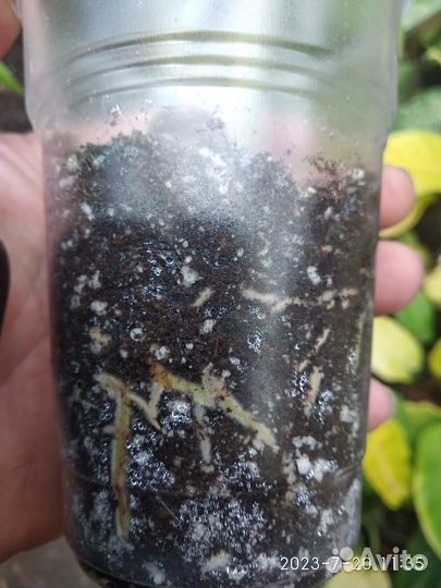 Монстера Pertusa yellow splash