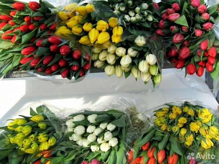 Тюльпаны опт