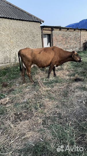 Корова и телята