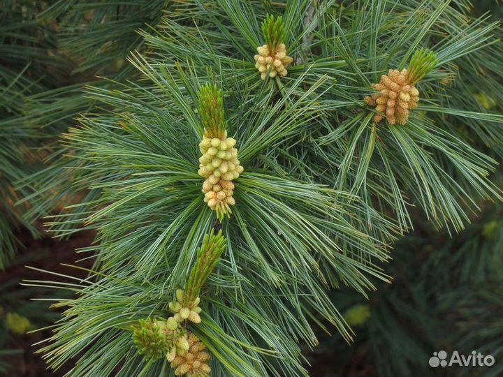 Семена сосна разные виды