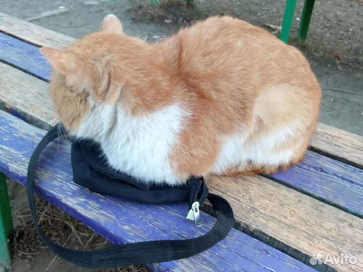 Кот в добрые руки мальчик