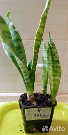 Сансевьерия (щучий хвост, тещин язык)