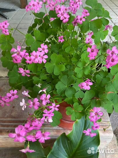 Кислица оксалис