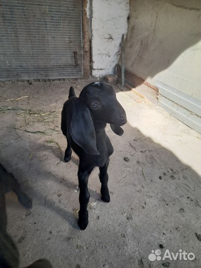 Нубийские козлята