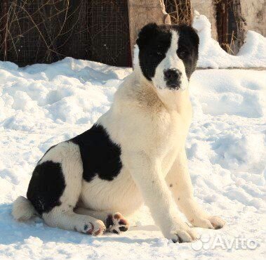 Отличный крупный алабай