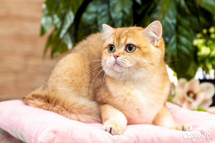 Кошка шоколадная шиншилла