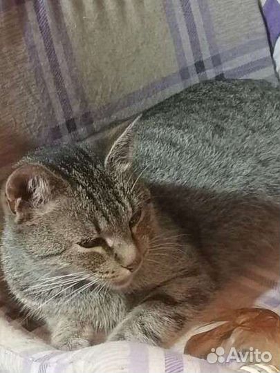 Кошка ласковая