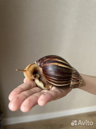 Передержка для улиток