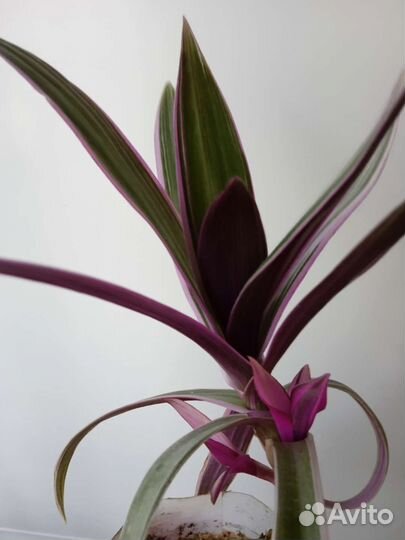 Комнатные цветы Рео