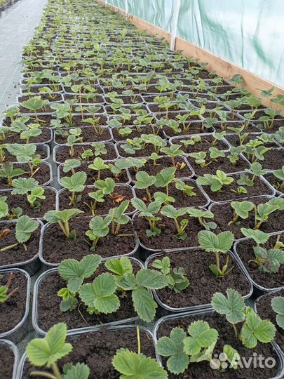 Рассада клубники гигант Джорнея