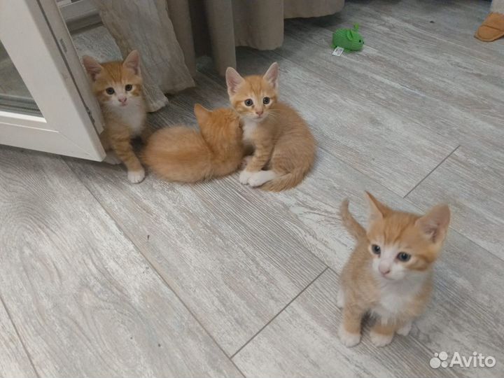 Котята в добрые руки