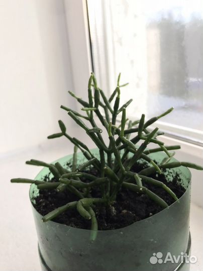 Хатиора/ Рипсалис