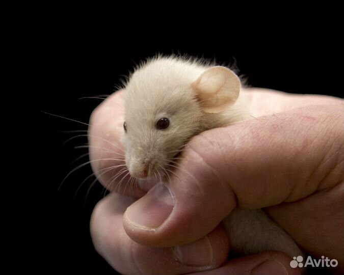 Дамбо крысы разных окрасов