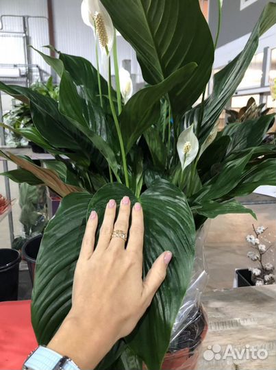 Спатифиллум Свит Себастьян