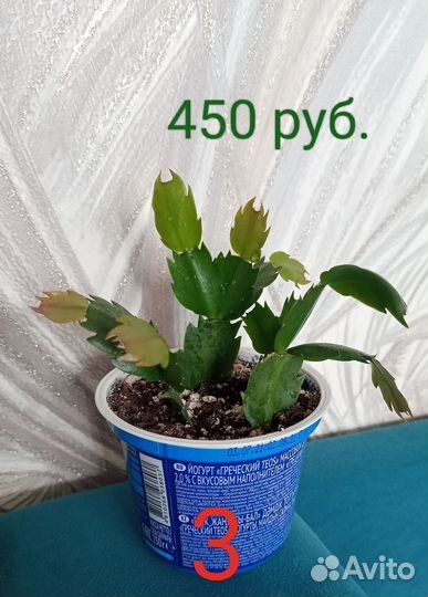 Декабрист или Шлюмбергера (Не Рипсалидопсис )