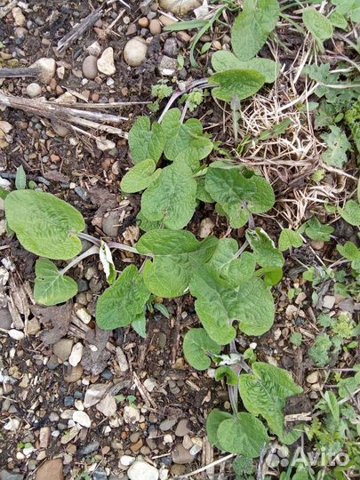 Сушеные корни одуванчика и лопуха