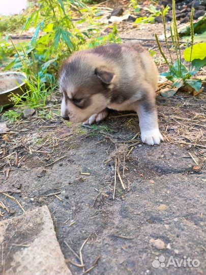 Щенки хаски